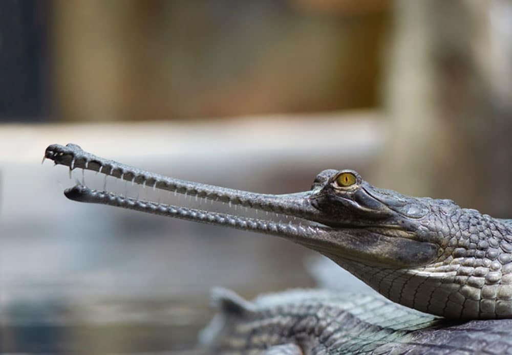 The Phoenix Herpetological Sanctuary houses six Gharials