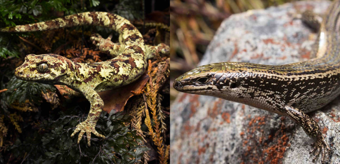 5 New Zealand Skinks Found Nowhere Else in the World