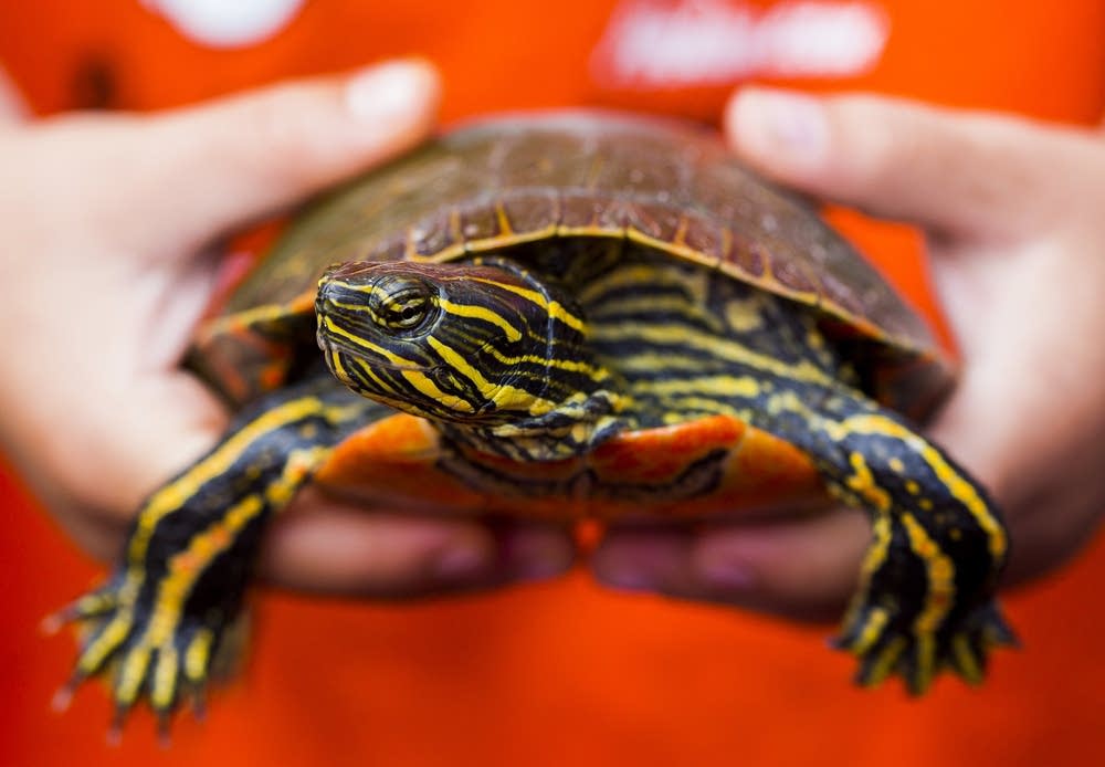 Minnesota’s Turtles are Protected from Commercial Harvest
