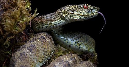 Five New Species of the Eyelash Viper Were Discovered