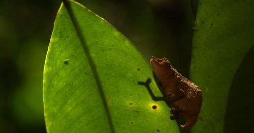 Top 2023 of Species Discoveries