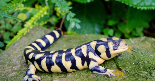 Pet Industry and Michigan University Researchers to Mitigate Batrachochytrium Salamandrivorans Spread in Amphibians