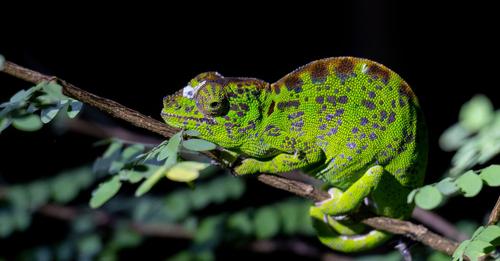 Watch a Labord’s Chameleon’s Final Colorful Display Before Ger Death