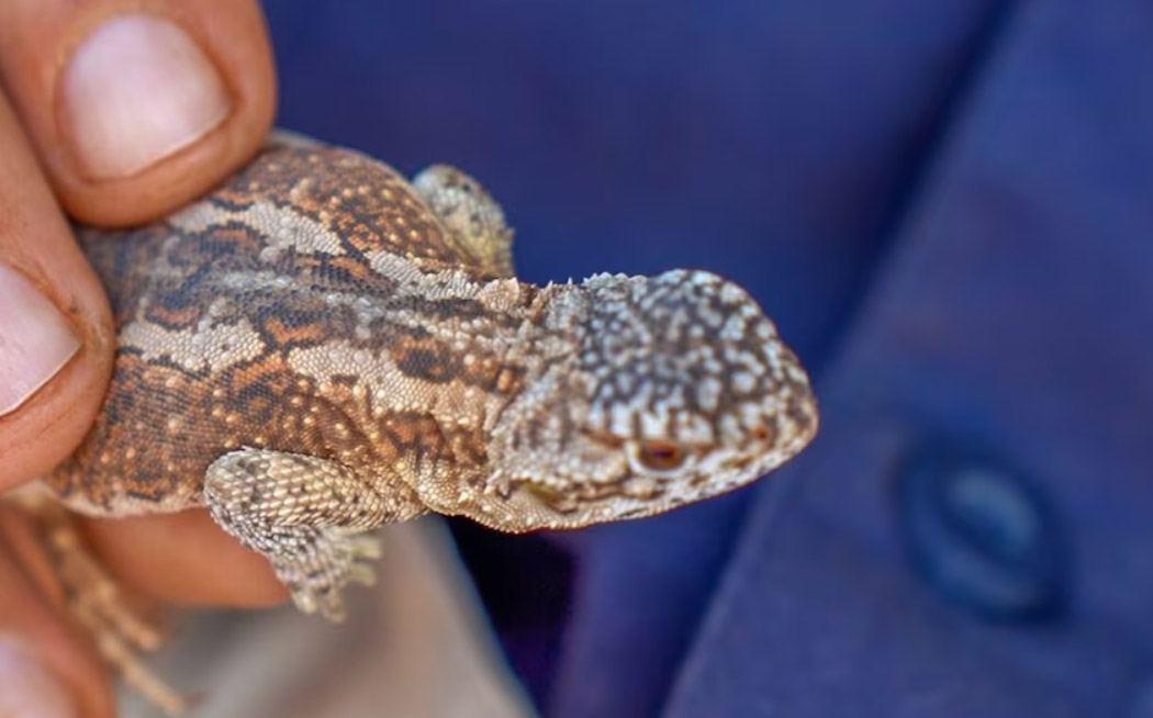 Research Trip Uncovers 24 New Species on Barnabinmah Station