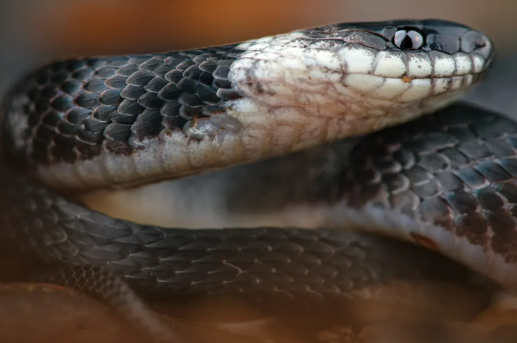 New Coffee Snake Species Discovered in Ecuador’s Cloud Forests
