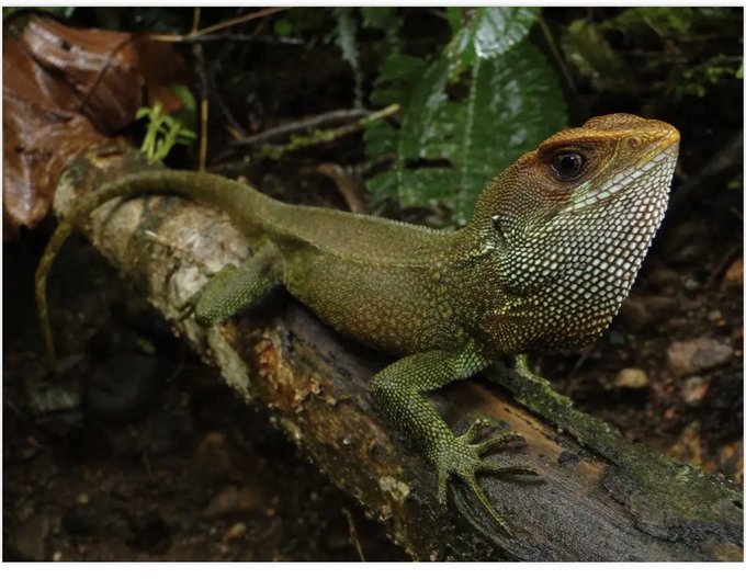 New Species of Peruvian Mountain Lizard Named after Iron Maiden’s Bruce Dickinson