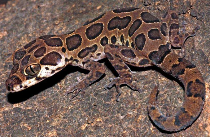Notizen zur Fortpflanzung und Nahrung von Geckoella spp. im Norden der Western Ghats von Maharashtra, Indien