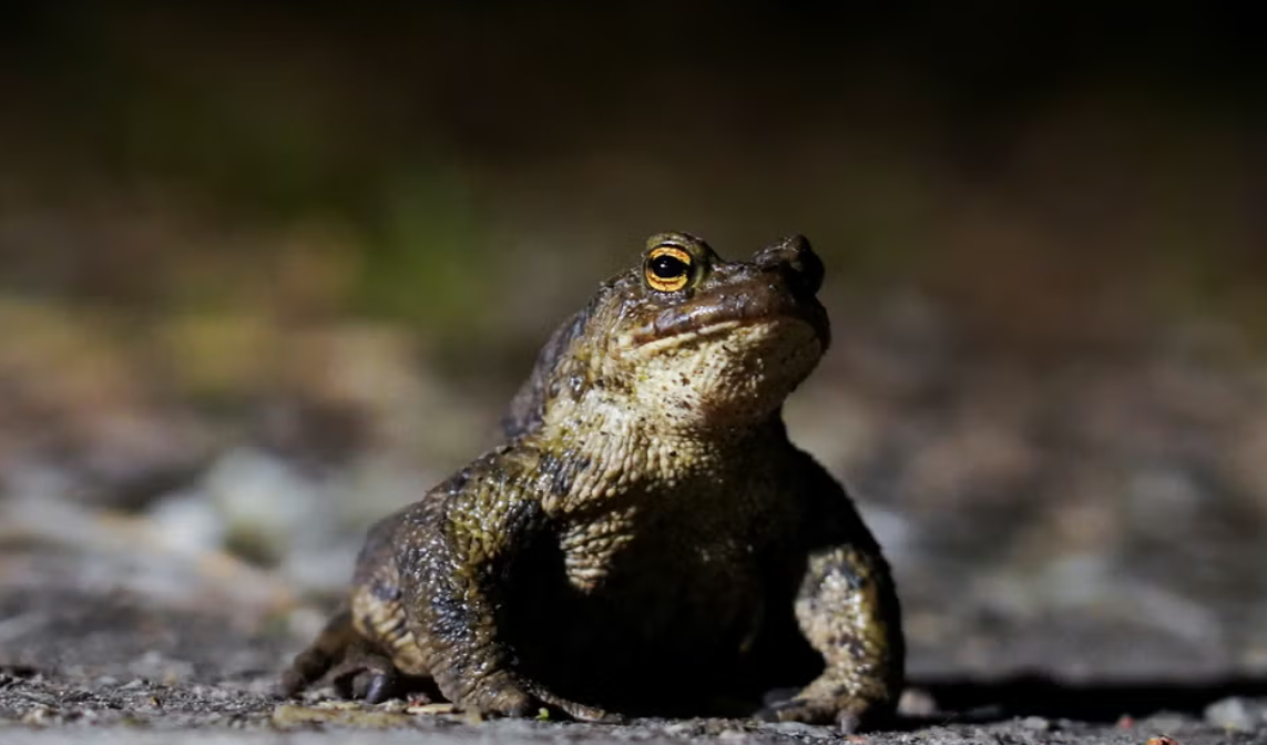 Highways Bosses to Close Road for 6 Weeks—to Allow Amhibians to Cross