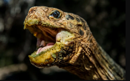 Centenarian Tortoises May Set the Standard for Anti-Aging