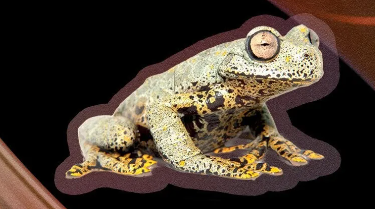 Top 10 Until-Now Undiscovered Species from 2023