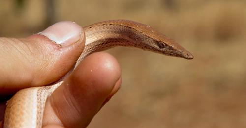How a Group of Scaly, Legless Lizards Hit the Evolutionary Jackpot