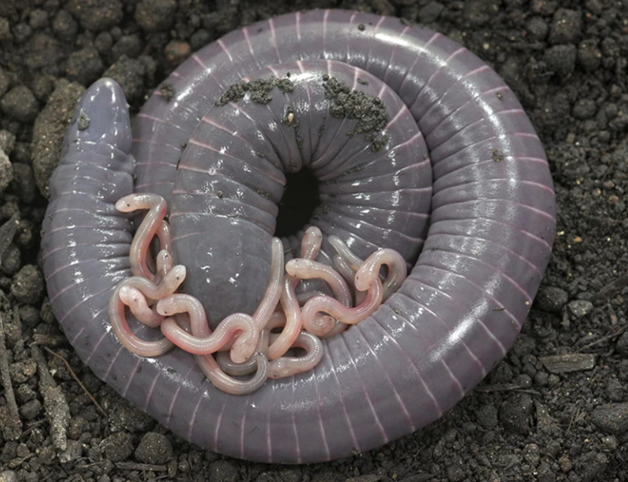 Got milk? Meet the Weird Amphibian That Nurses Its Young