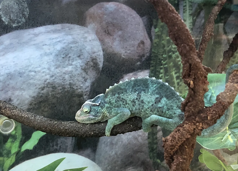 The Real Reason Why Chameleons Sleep During the Day