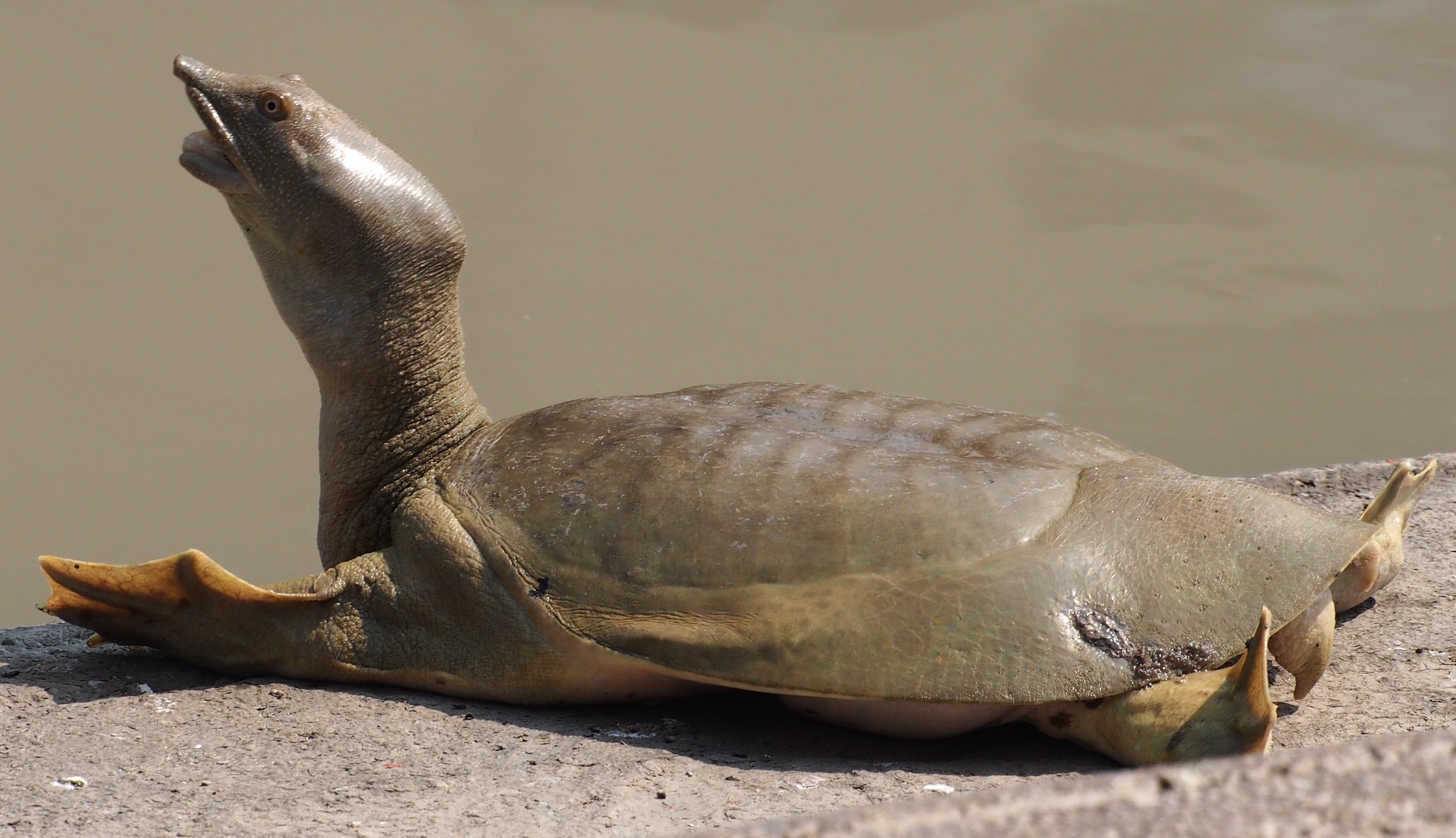 Spotted Softshell Turtle Release Boosts Reptile Conservation in Vietnam