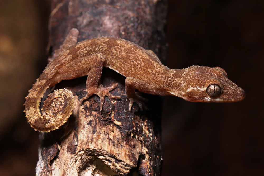 Gecko species of the Cyrtodactylus brevipalmatus group discovered