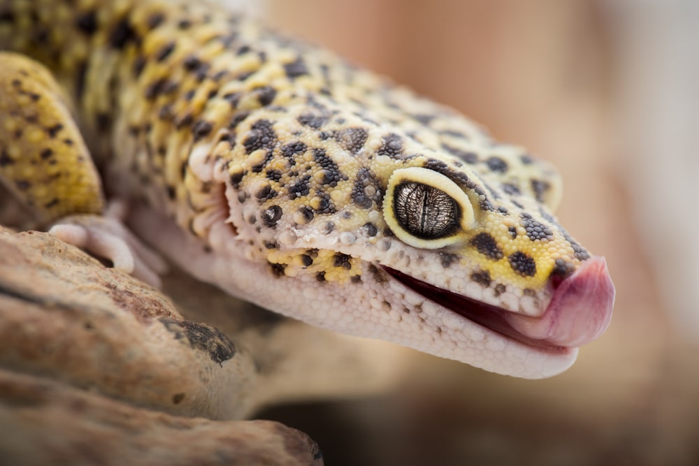 Captive Care for Leopard Geckos