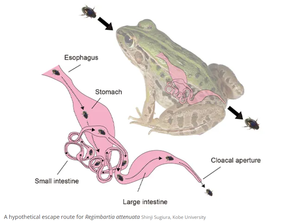 When this beetle gets eaten by a frog, it heads for the ‘Back Door’