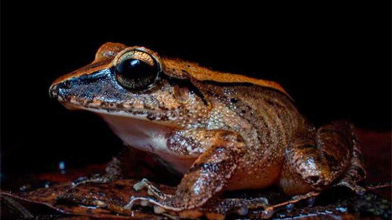 Frogs are Screaming—We Just Can’t Hear Them
