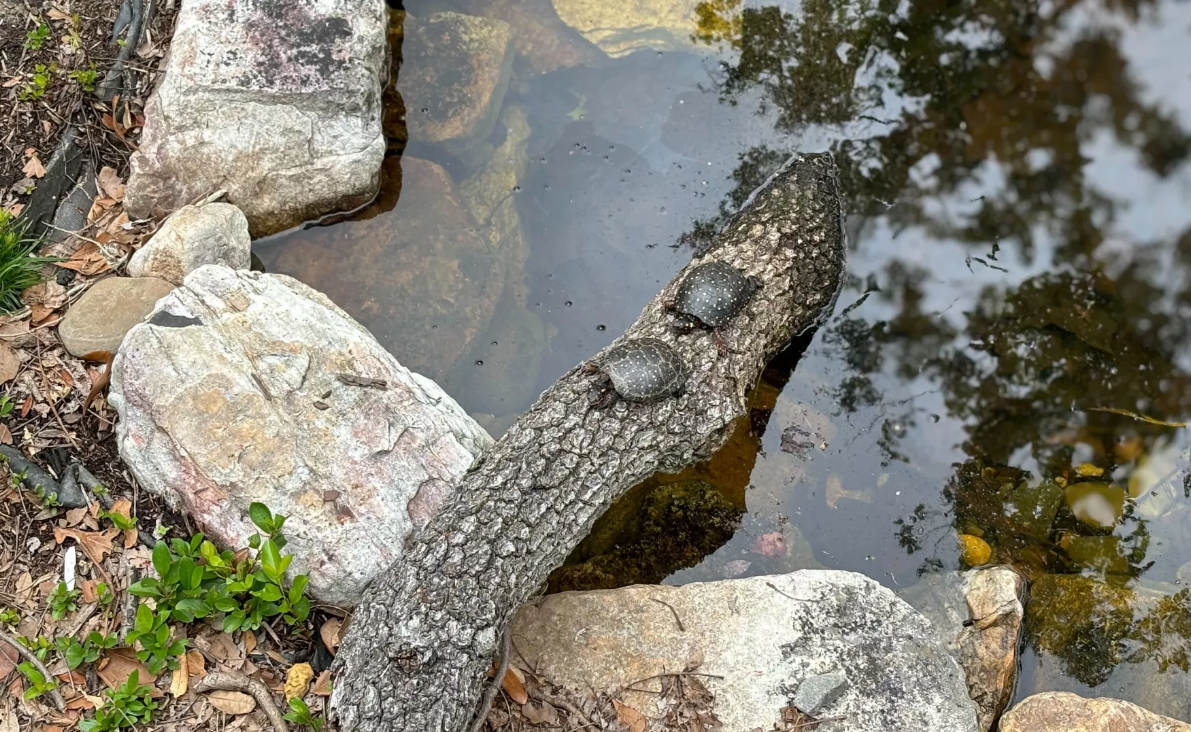 Virginia Zoo Opens Freshwater “Turtle Oasis”