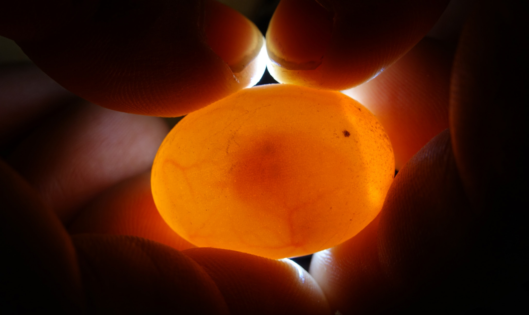 Herpetology and Herpetoculture—the Bridge Between