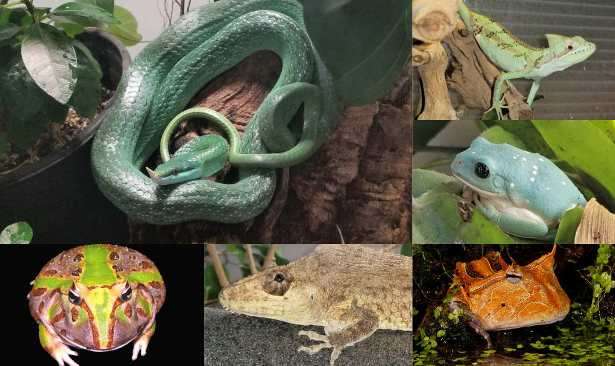 Biodiversity Delusion and Inbreeding Depression in Herpetoculture