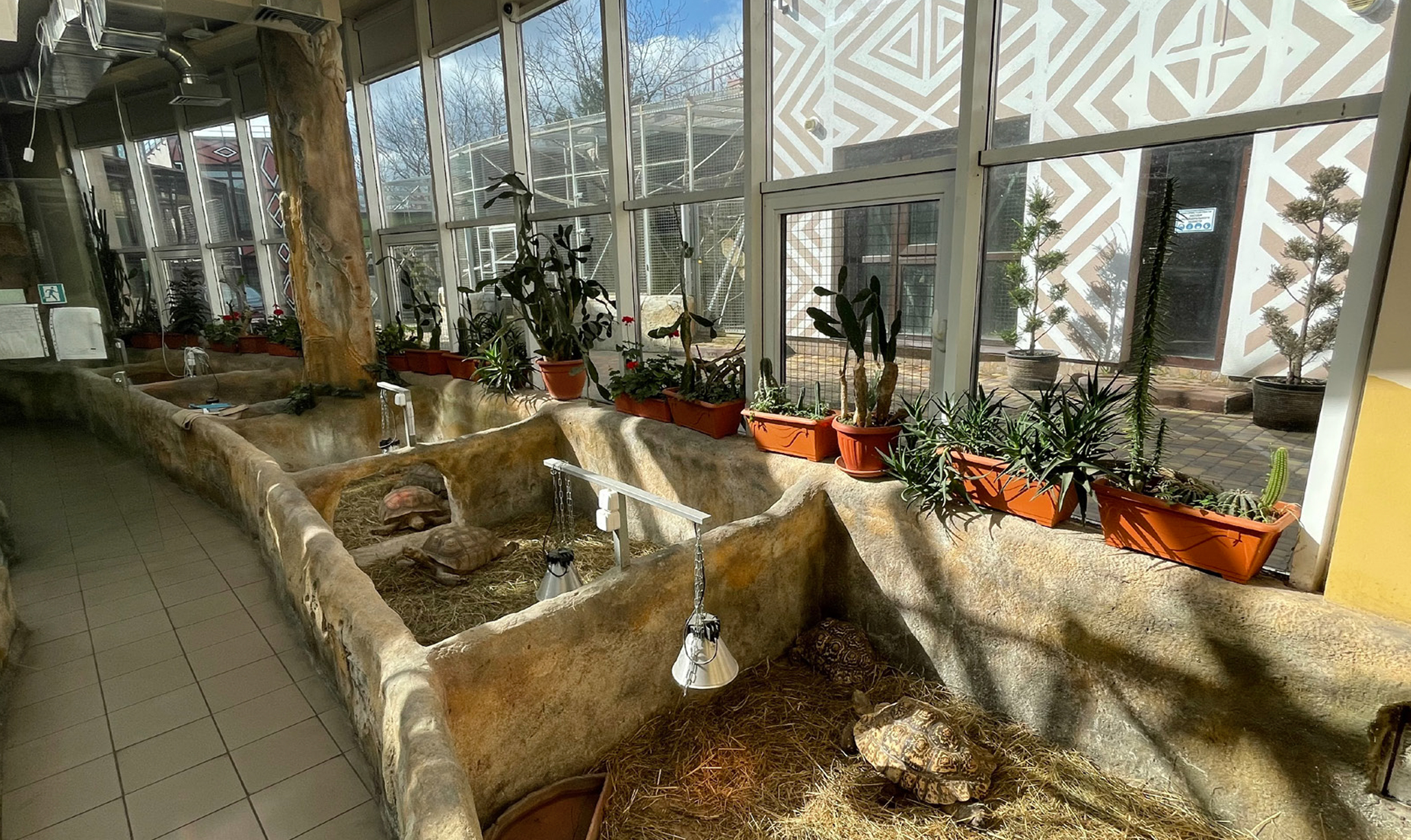 Basic principles of the legal reptile’s keeping and breeding