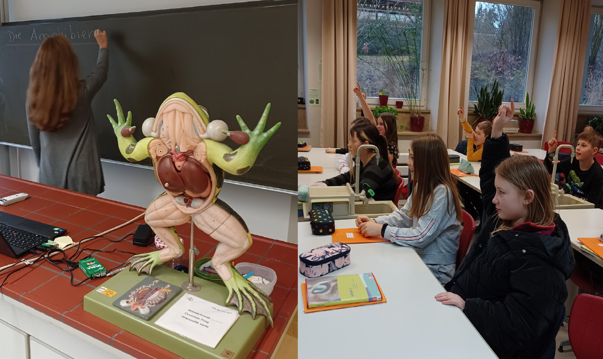 Leandro Bergmann: Herpetoculture as a Teaching and Conservation Tool. The Example of German Schools