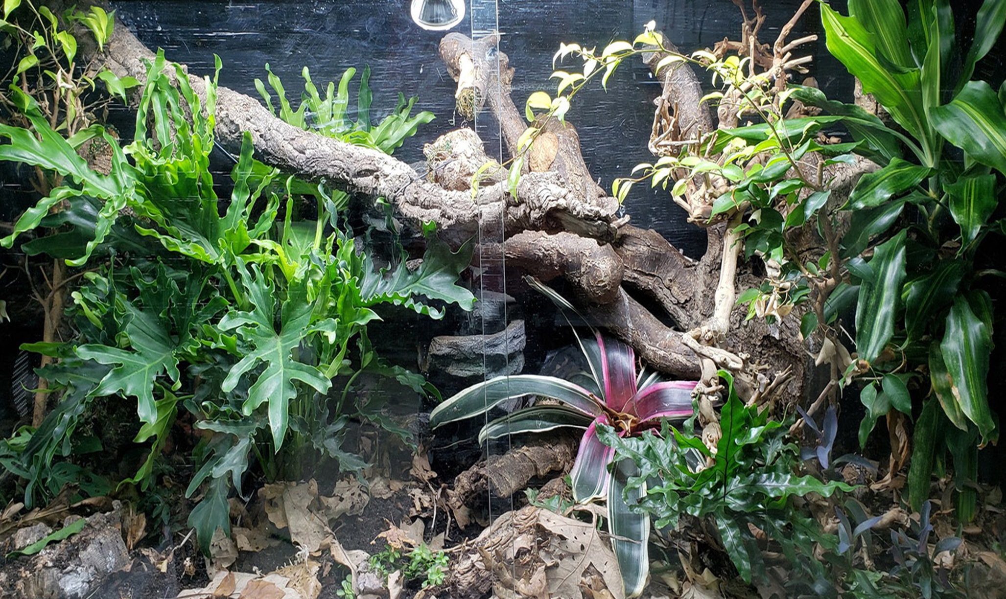 Acclimating sensitive species and exposition preparation