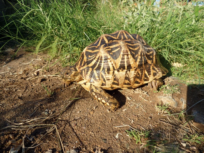 Indian Star Tortoise Care and Breeding Tips