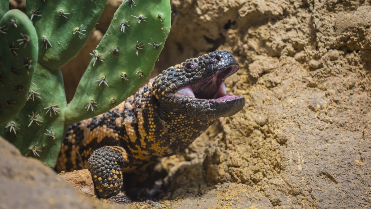 Researchers first to fully sequence Gila monster genome