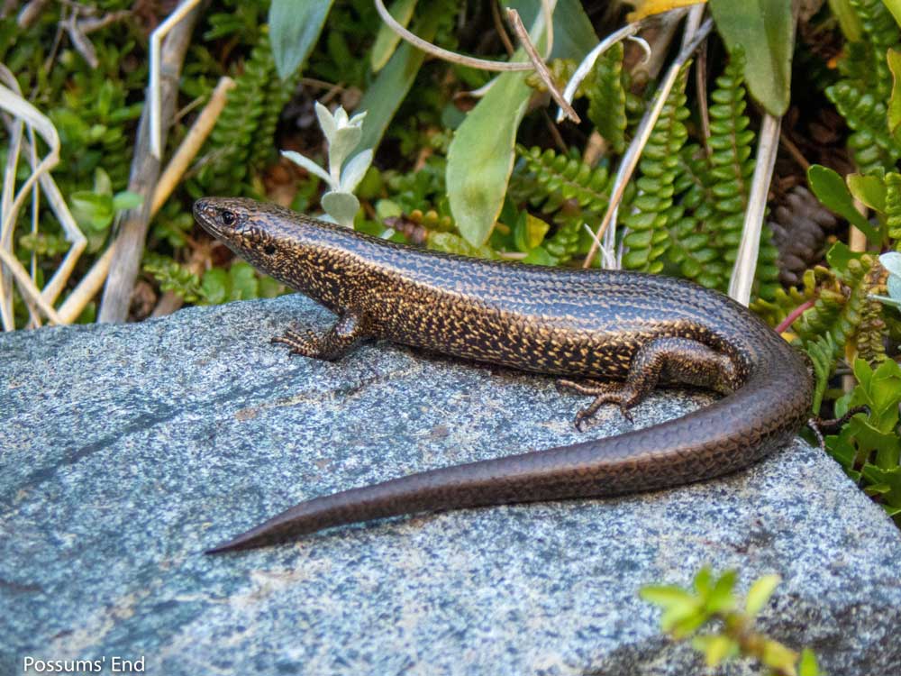 Auckland Zoo Receives 5 Critically Endangered Awakōpaka Skinks