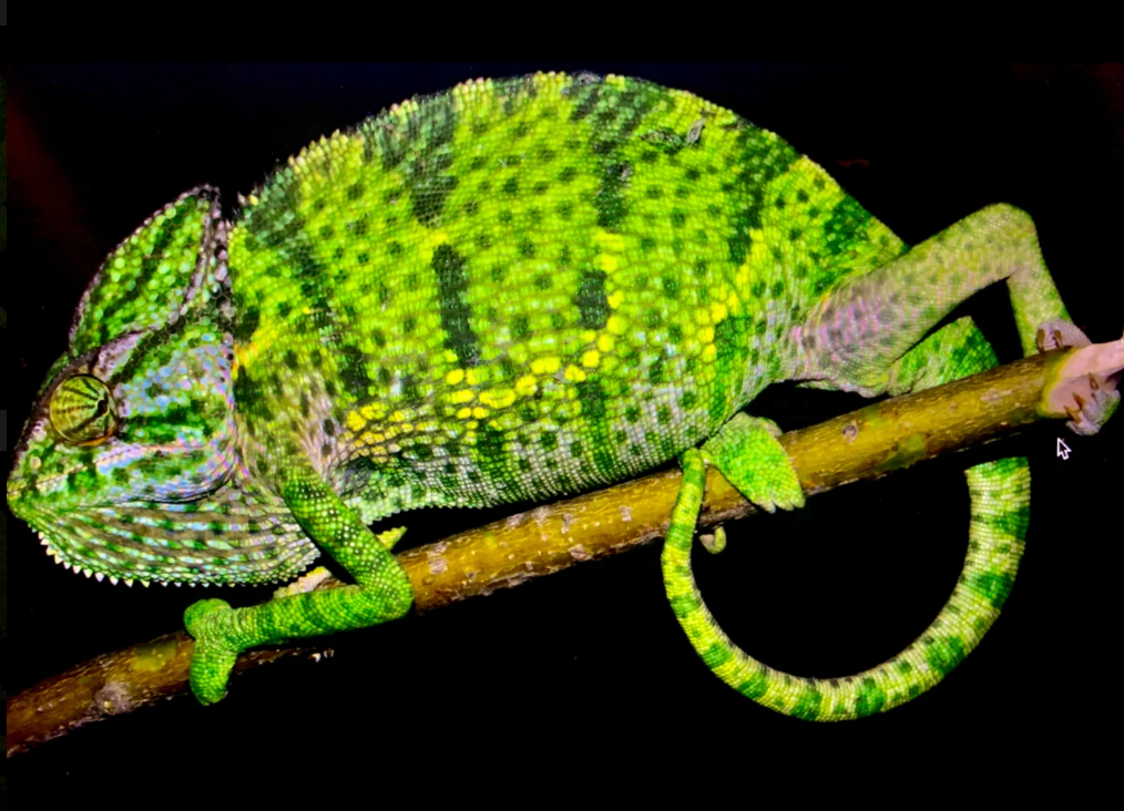 Meet the Saudi Spur Chameleon—Camaeleo calcarifer