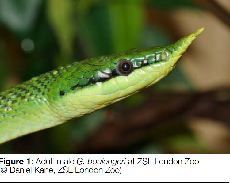 Captive husbandry and breeding of Gonyosoma boulengeri