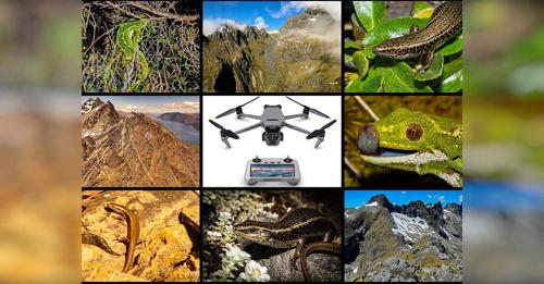 Drone Research Will Help Aotearoa’s Threatened Lizards