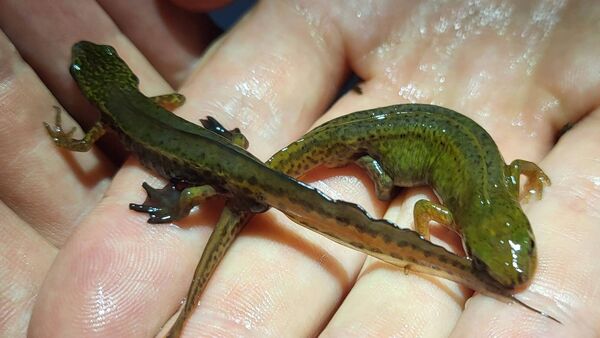 Mystery Surrounds Arrival of Newt Species in West Cork