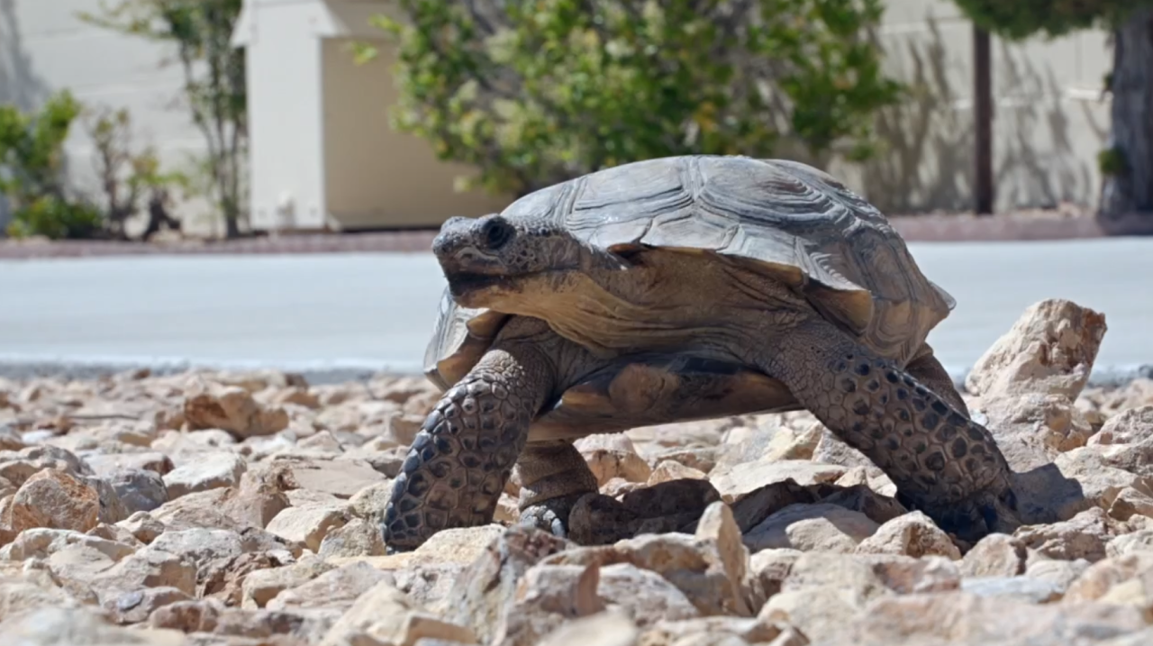 Desert Tortoise is High Priority at Edwards Air Force Base