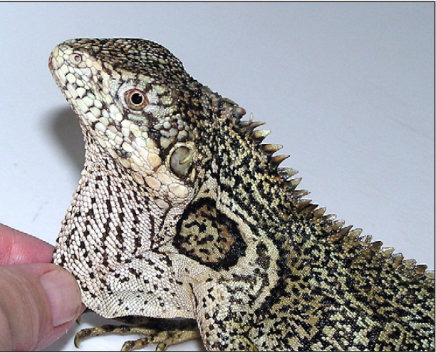 Melanesian anglehead lizards of the genus Hypsilurus Peters, 1867 – Part 1: species from New Guinea