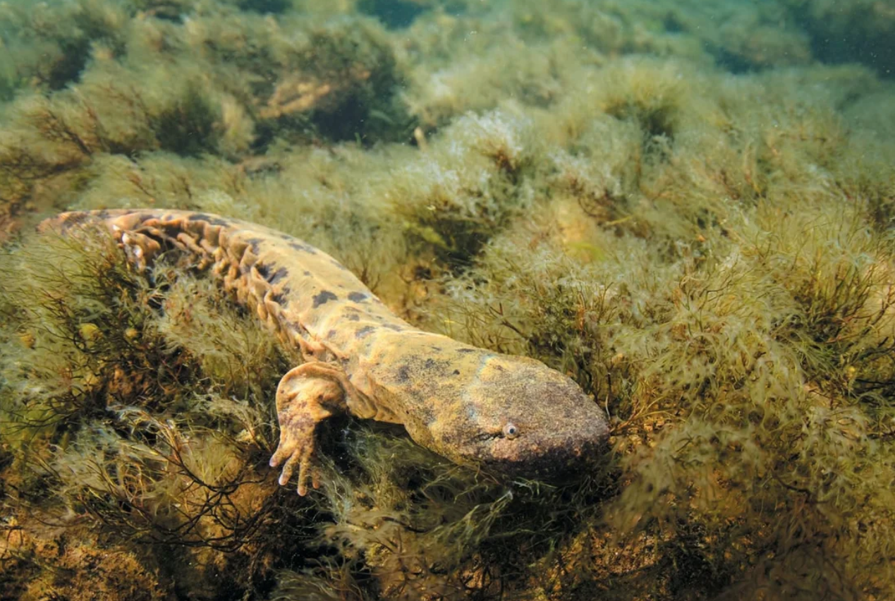 Males of Hellbender Salamander May Be Contributing to Declines of the Species
