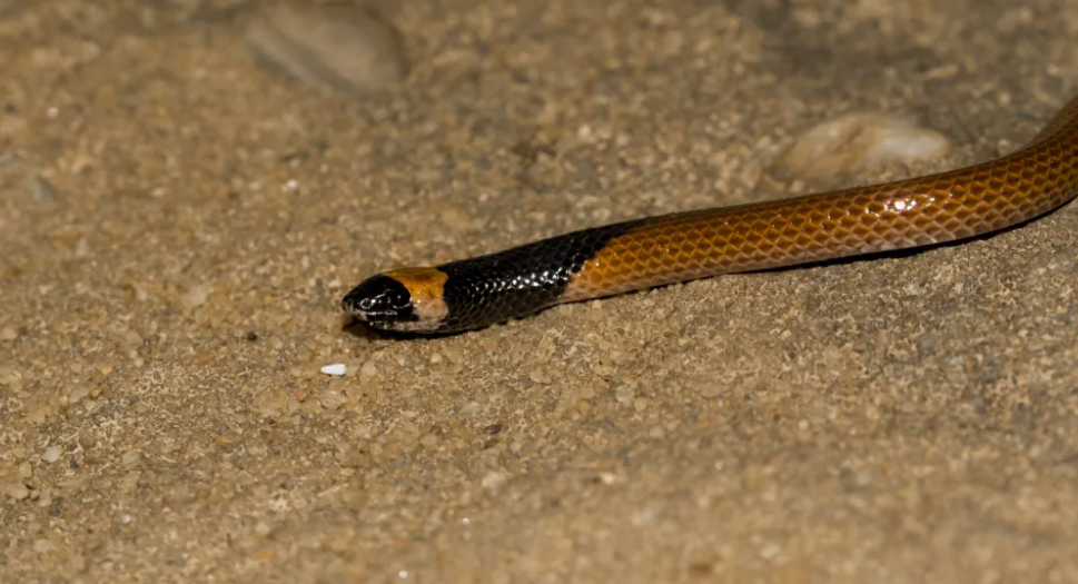New snake species was discovered in the Arabian Peninsula