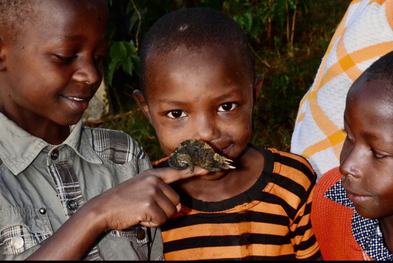 Why almost all Jackson’s chameleons die in captivity?