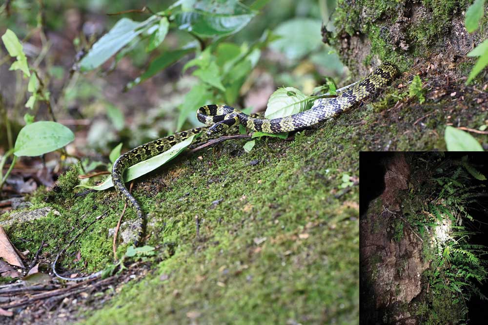 Gammie’s Wolf Snake, Once Thought to Be Extinct, Rediscovered in China