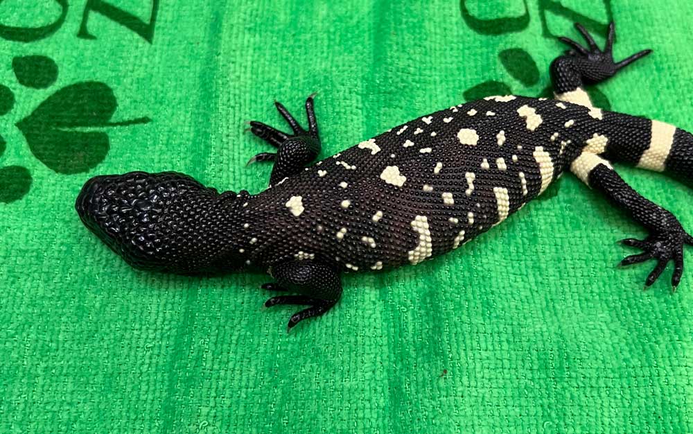 Two Guatemalan Beaded Lizards Born at Oklahoma City Zoo