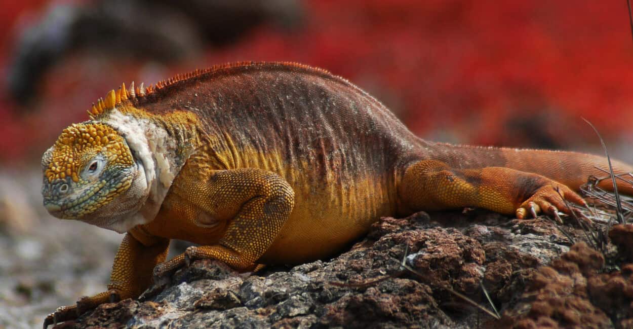 Herbivorous Reptiles May Help Restore Working Ecosystems