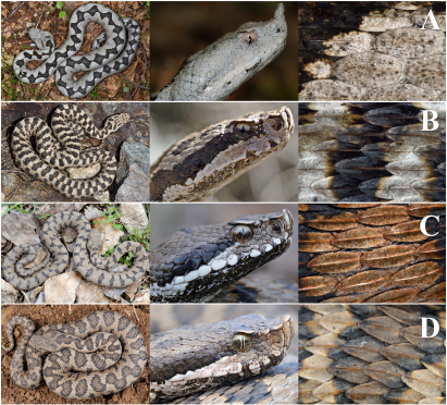 A Guide to the Clinical Management of Vipera Snakebite in Italy