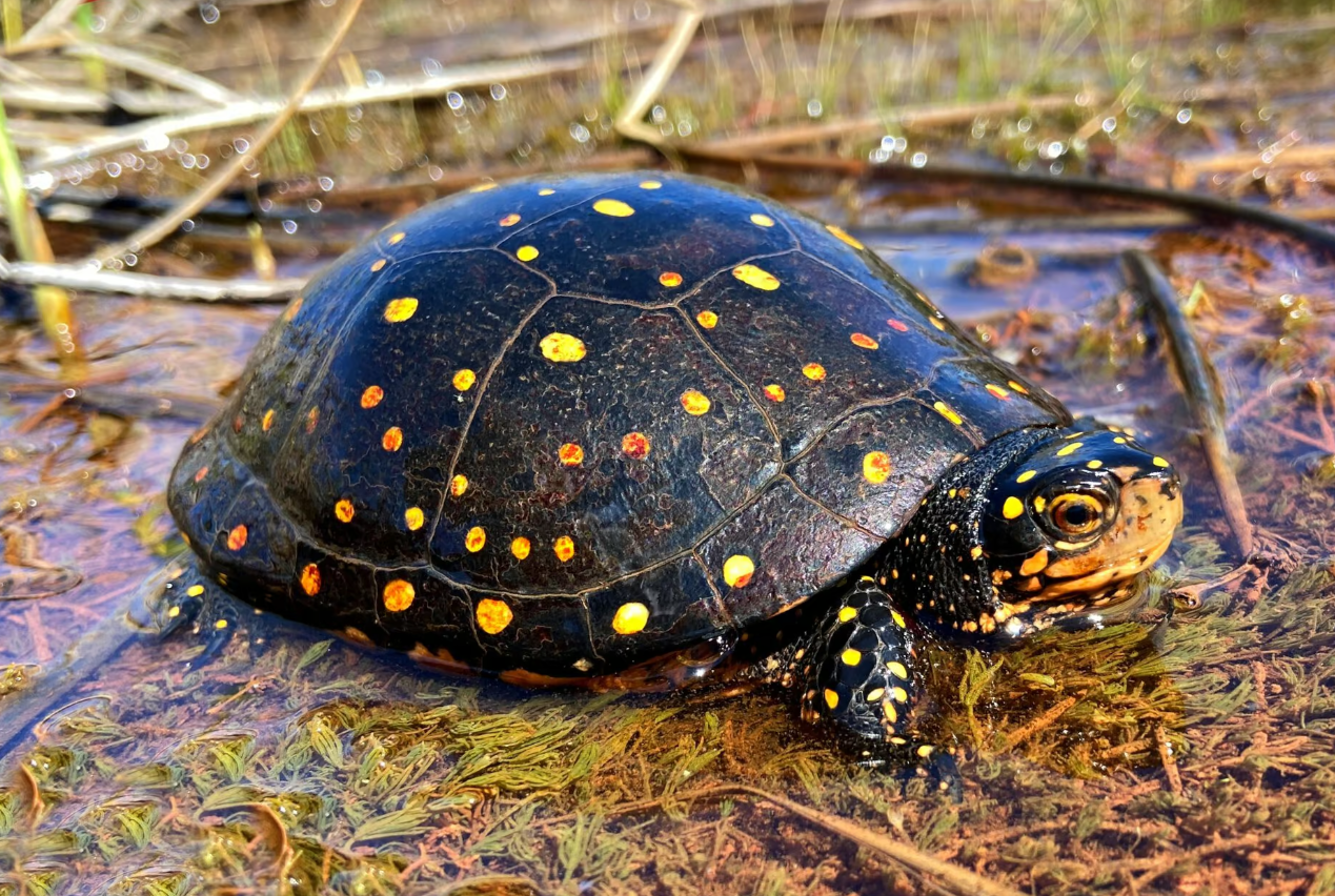 How Ontario biologists fight illegal poaching