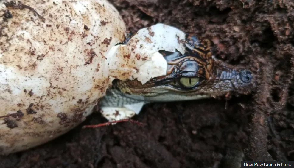 Near-extinct Siamese crocodile makes comeback in Cambodia