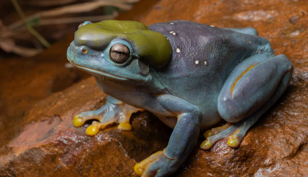 Rare Blue Skin Mutation in Kimberley Magnificent Tree Frog