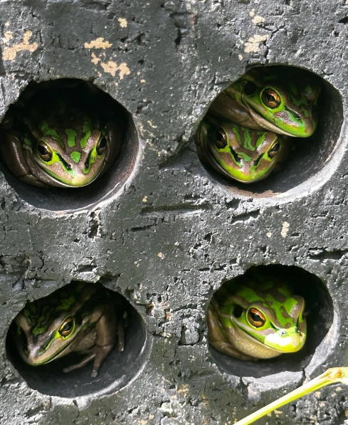 “Frog sauna” Could Help Save Endangered Species from the Chytrid Fungus