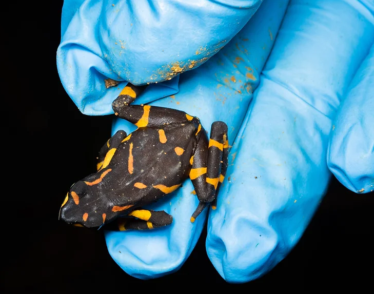 Why shouldn’t amphibians be touched with bare hands?
