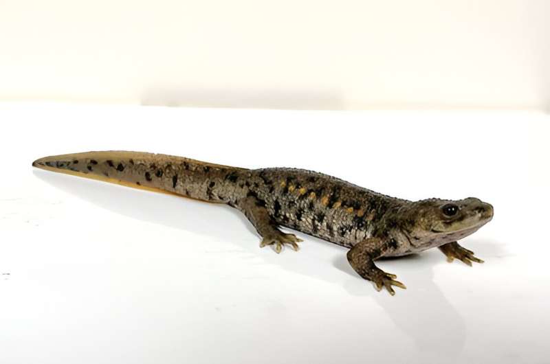 Biologists Find No Common Genetic Basis For Regeneration in Diverse Species